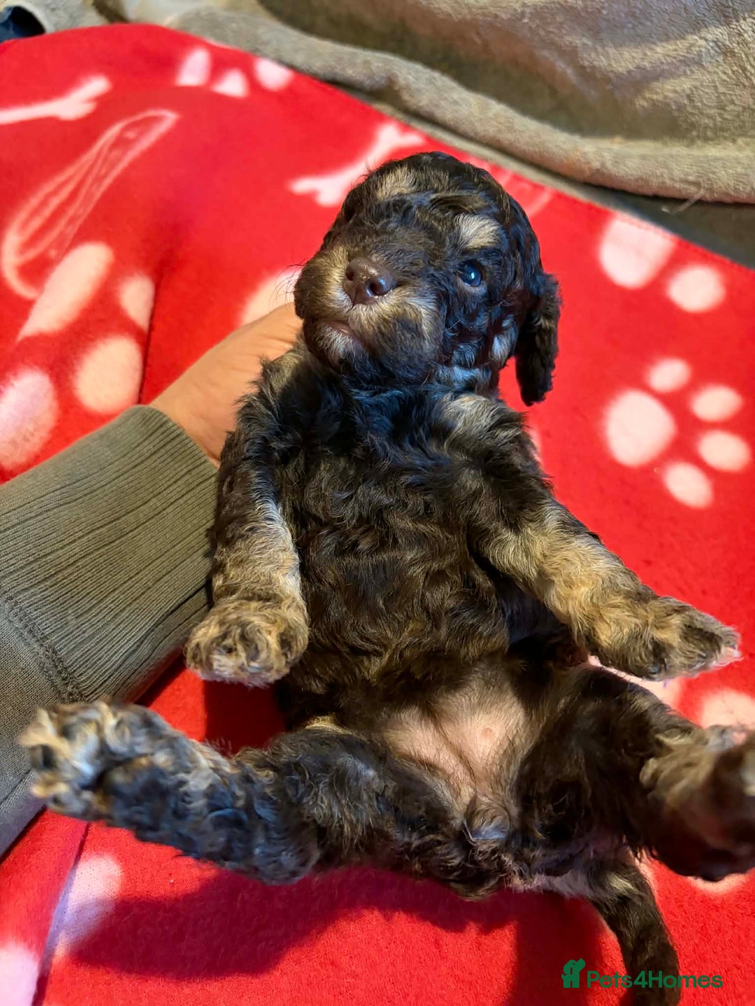 Cockapoo dogs for sale: Stunning health tested F1b toy cockapoos - Advert 10