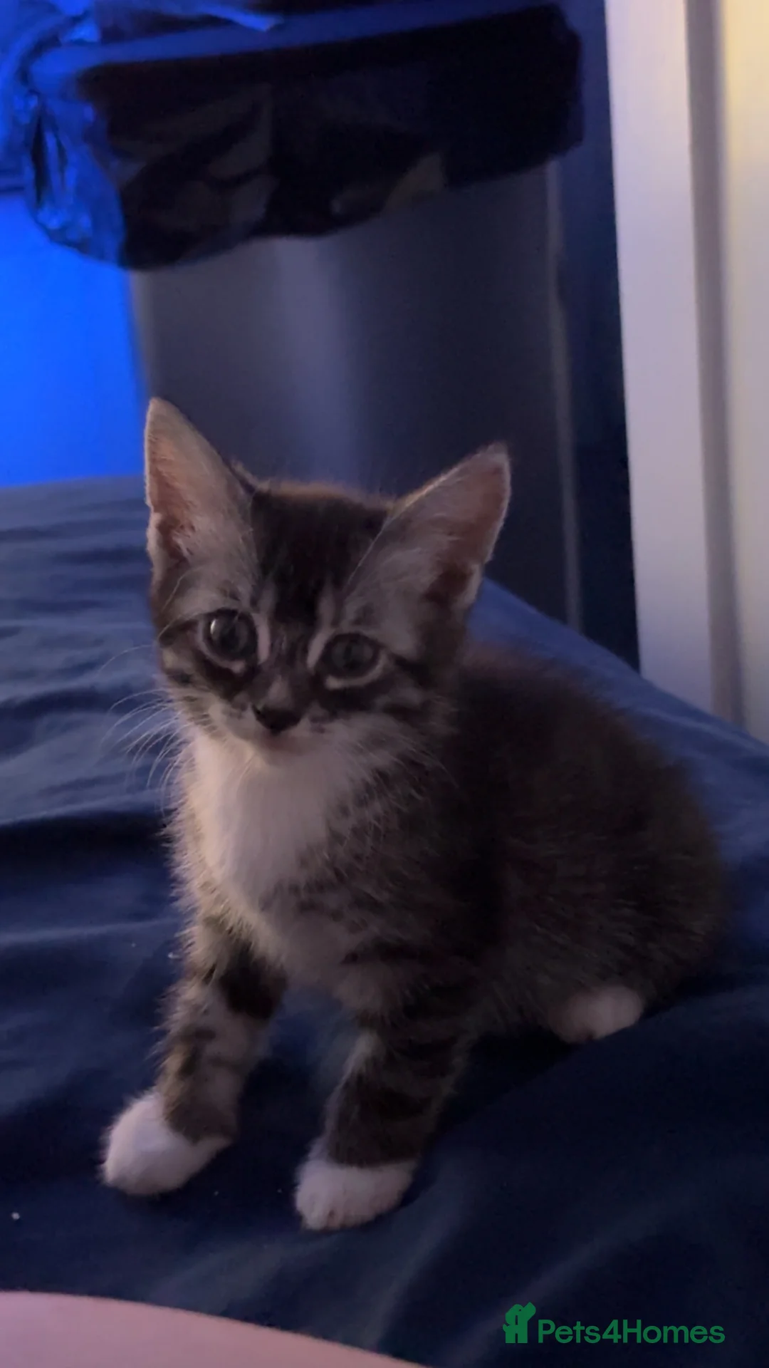 Bengal cats for sale: 🐾 Beautiful Bengal x Maine Coon Kittens 🐾 - Advert 2