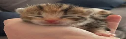 Mixed Breed cats for sale: 3 beautiful kittens looking for a forever family💓 - Advert 5