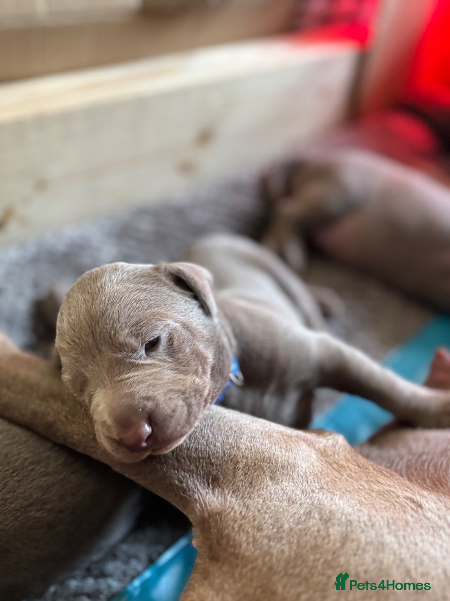 Mixed Breed dogs WEIM X DOBI CHAMPION BLOODLINE PUPS - Advert 8