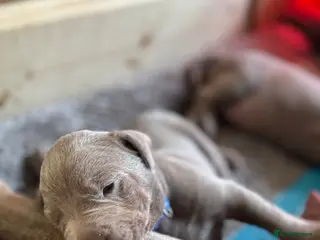 Mixed Breed dogs WEIM X DOBI CHAMPION BLOODLINE PUPS - Advert 8