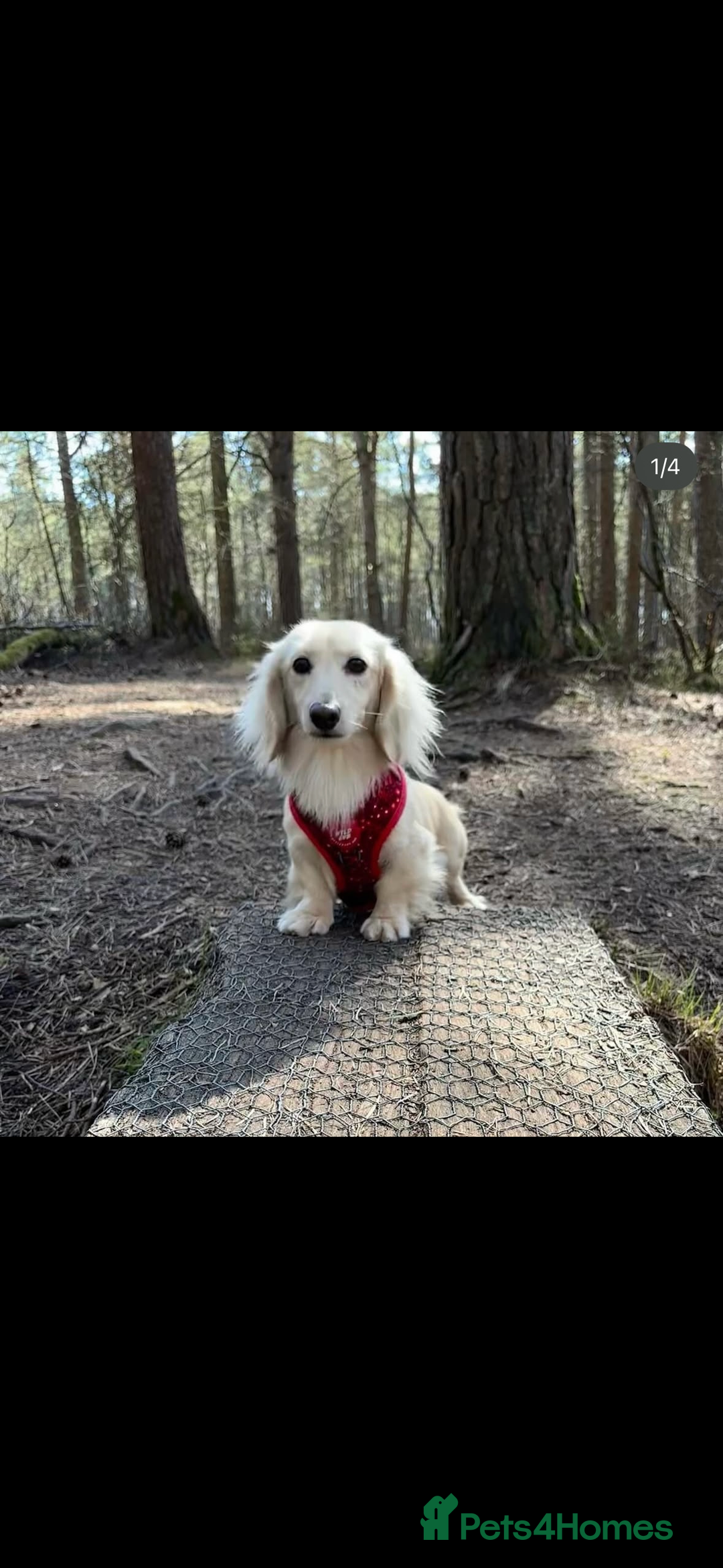 Miniature Dachshund dogs for sale: Gorgeous miniature dachshund puppies - Advert 2