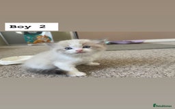 Ragdoll cats for sale: Four beautiful Ragdoll kittens available 🐾 - Image 11