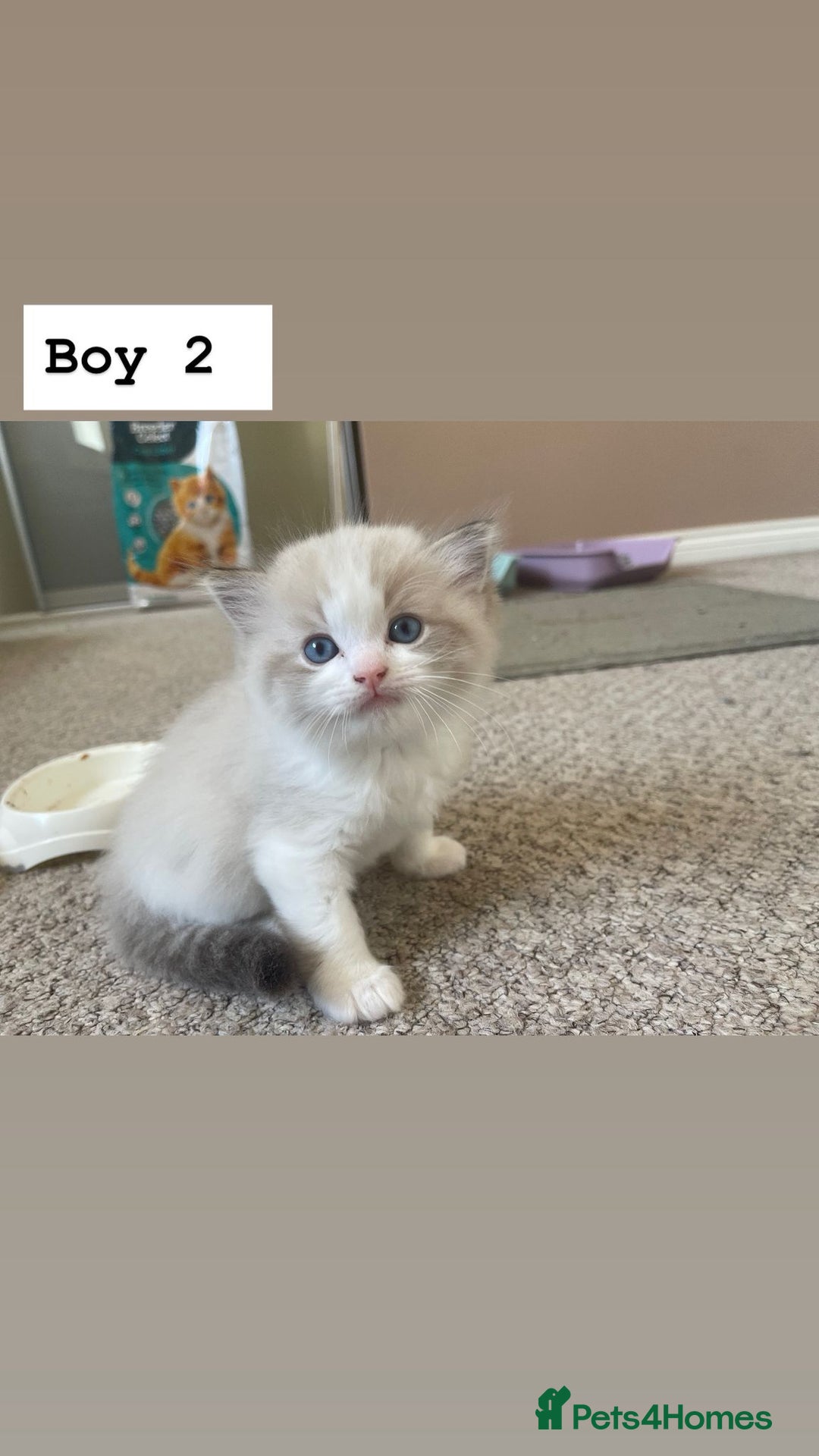 Ragdoll cats for sale: Four beautiful Ragdoll kittens available 🐾 - Image 11
