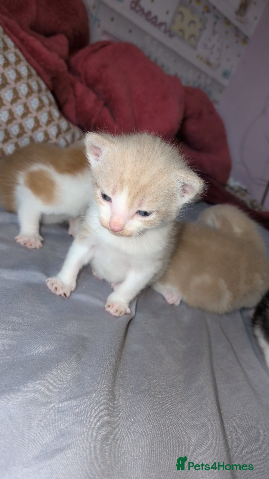 Mixed Breed cats for sale: Mixed breed - Advert 10