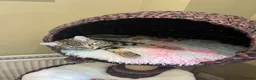 Mixed Breed cats for sale: Athena - Advert 10