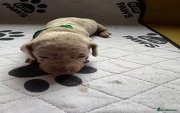 Dachshund dogs for sale: Litter of miniature dachshunds born 12/9/25 - Image 7