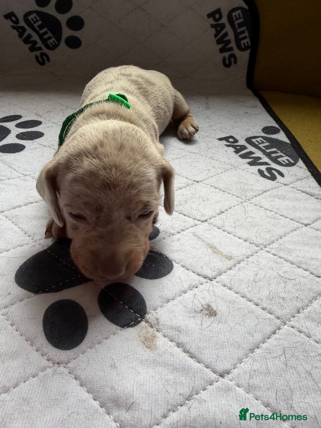 Dachshund dogs for sale: Litter of miniature dachshunds born 12/9/25 - Image 7