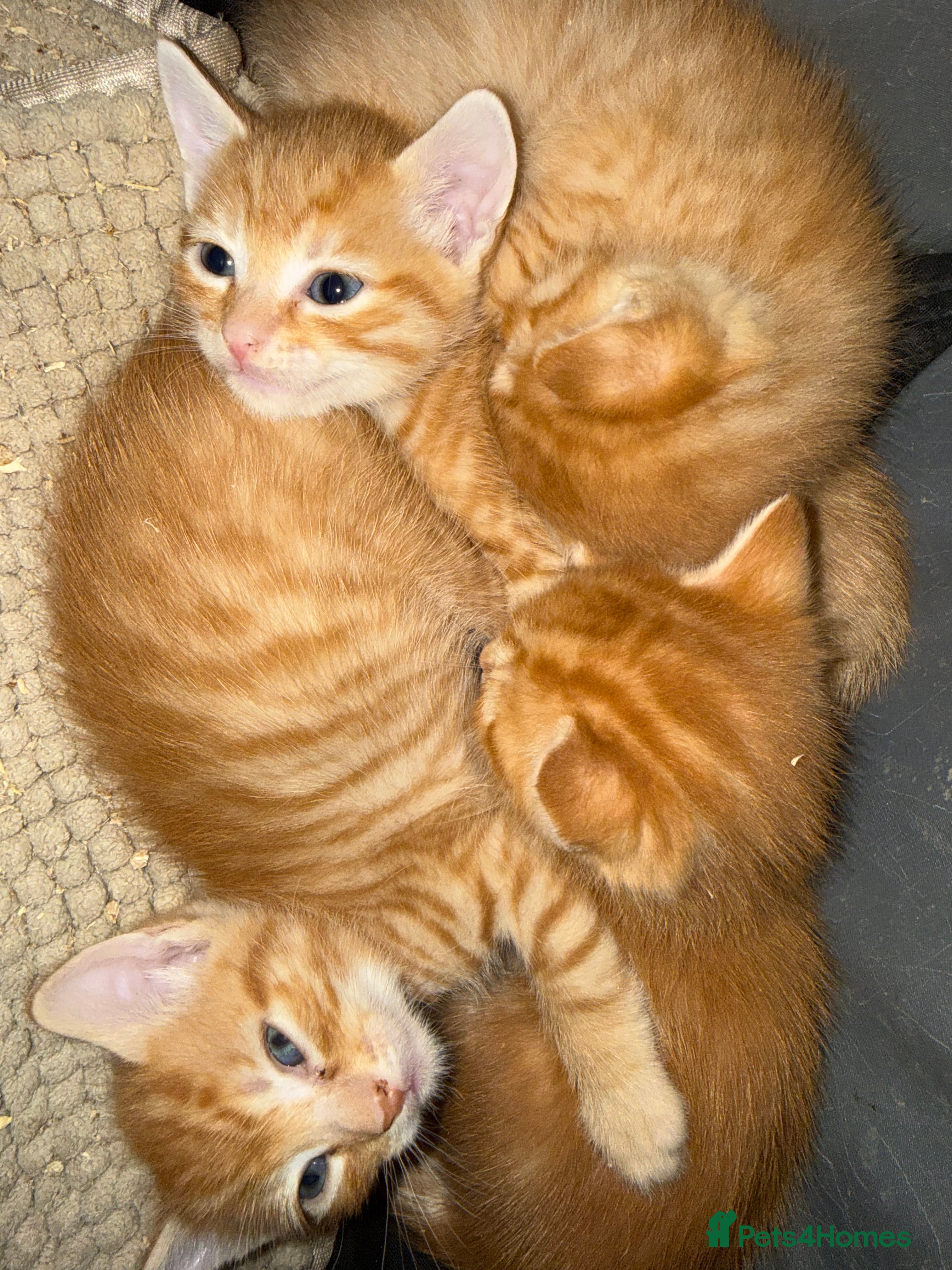 Mixed Breed cats Kittens 11 weeks  - Advert 9