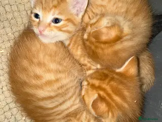 Mixed Breed cats Kittens 11 weeks - Advert 9