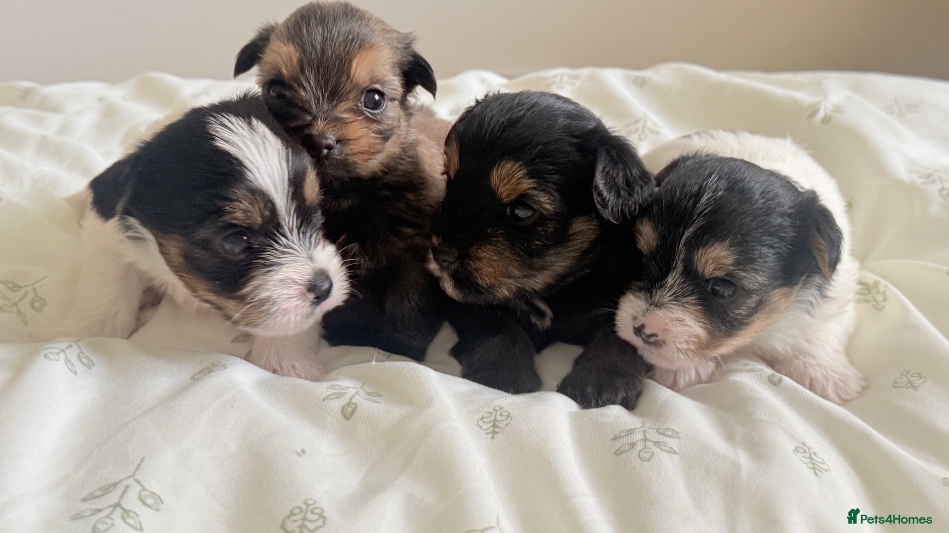 Yorkshire Terrier dogs Chocolate, Biewer & Black & Tan Yorkshire Terriers - Advert 4