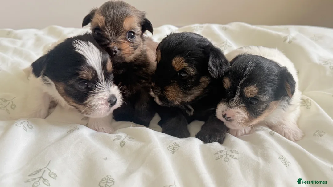Yorkshire Terrier dogs for sale: Chocolate, Biewer & Black & Tan Yorkshire Terriers - Advert 1
