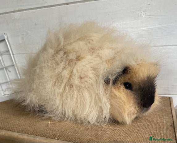 Guinea Pig rodents - Advert 2