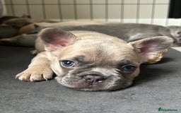 French Bulldog dogs for sale: Frenchie pups KC Registered  - Image 2