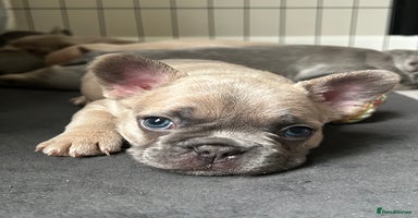 French Bulldog dogs - Advert 8
