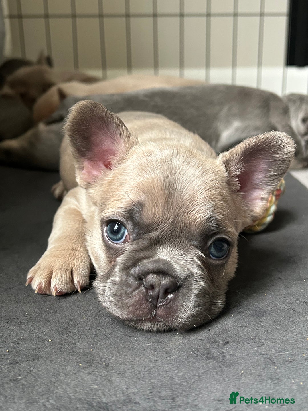 French Bulldog dogs for sale: Frenchie pups KC Registered  - Image 2