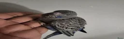 Budgerigars birds for sale: Bfbw budgie - Advert 6