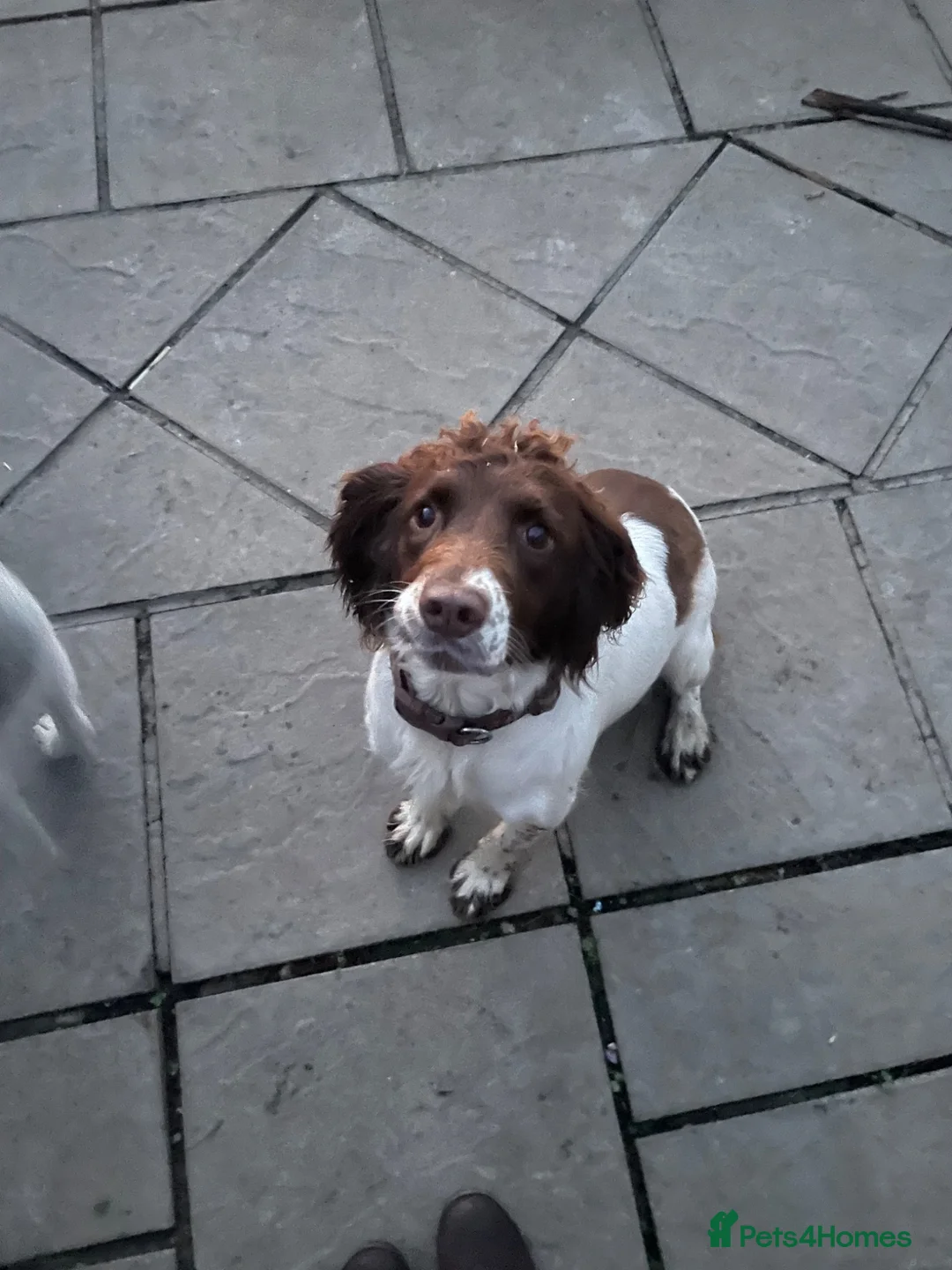 English Springer Spaniel dogs for sale: Springer spaniel pups for sale in Melton Mowbray - Advert 6