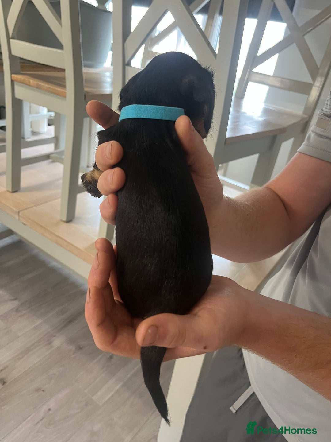 Mixed Breed dogs for sale: 8 beautiful dashaund X Jack Russel puppies  - Image 19