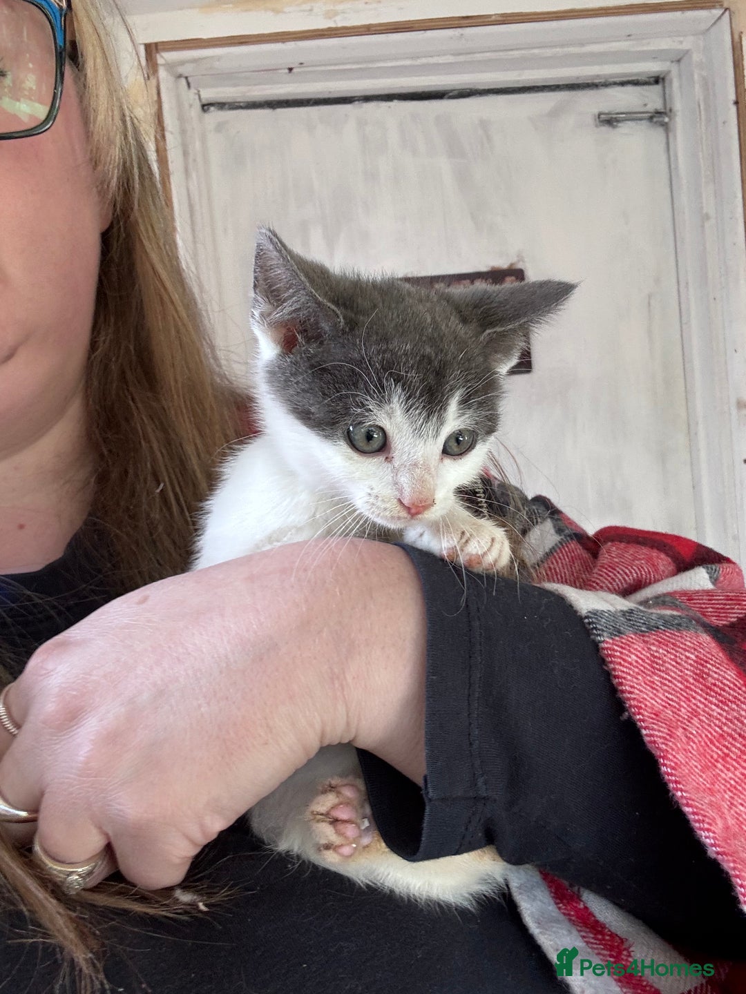 Bengal cats for sale: 12 mixed kittens - Advert 13