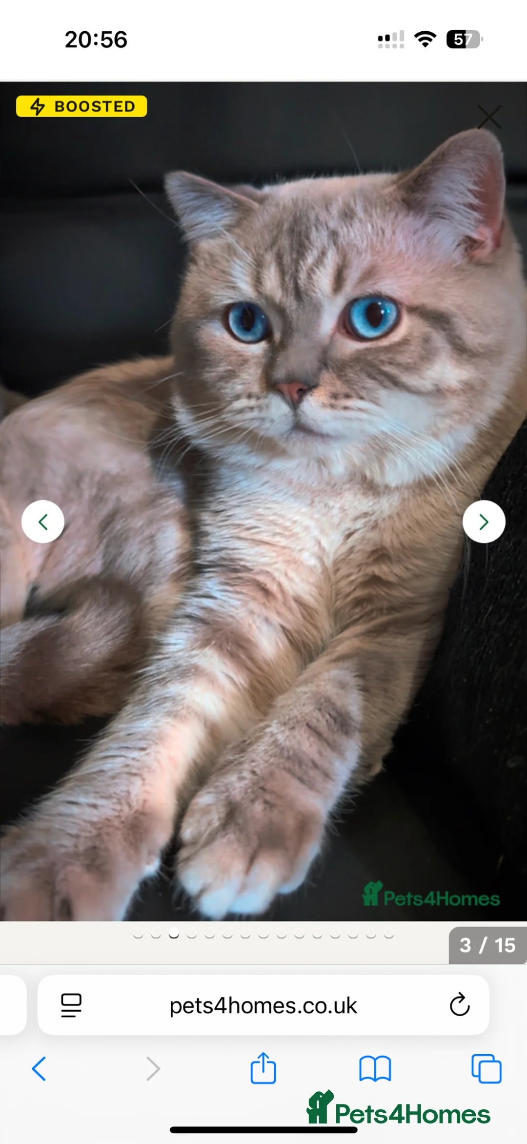 British Shorthair cats for sale: British shorthair tabby’s  - Advert 2