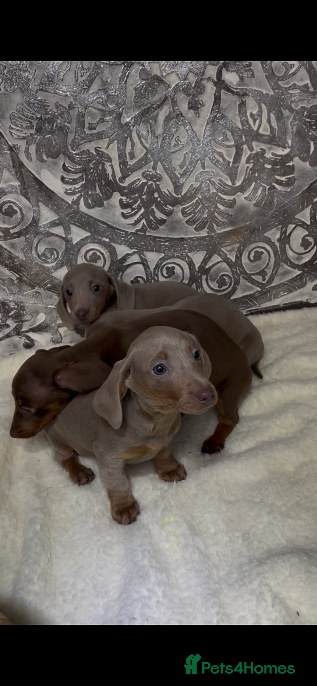 Miniature Dachshund dogs for sale: Ready now miniature dachshund pups - Advert 4