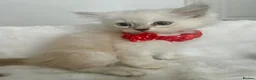 Ragdoll cats for sale: RAGDOLL/PERSIAN Kittens  - Advert 21