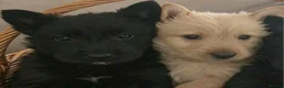 Scottish Terrier dogs for sale: Scottish terrier puppies - Advert 1