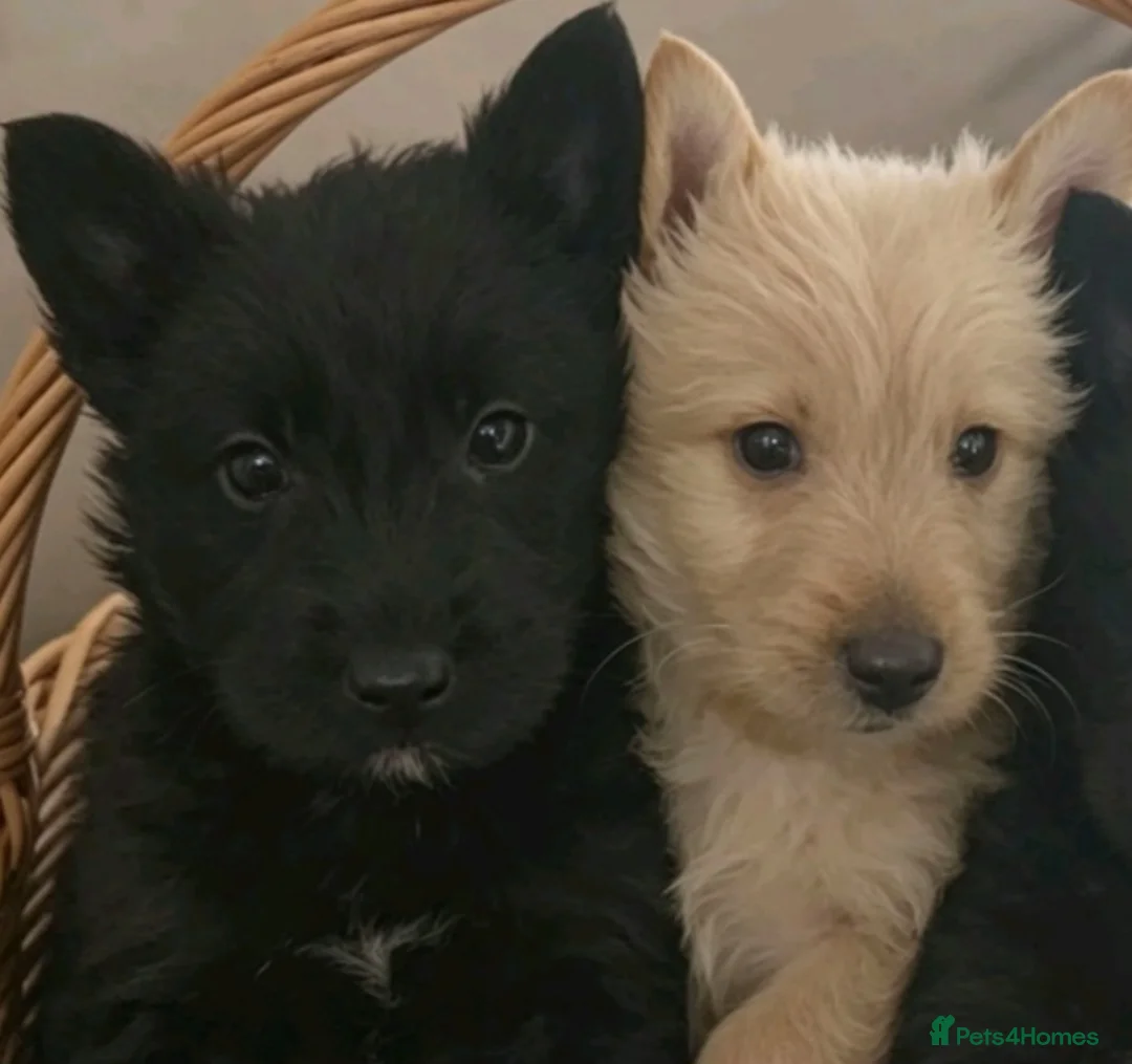 Scottish Terrier dogs for sale: Scottish terrier puppies - Advert 1