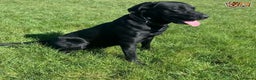 Labrador Retriever dogs for stud: Fully Health Tested Stunning Black Labrador Stud in Tewkesbury - Advert 11