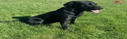 Labrador Retriever dogs for stud: Fully Health Tested Stunning Black Labrador Stud in Tewkesbury - Advert 11