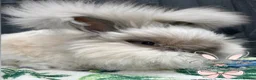 Angora rabbits for sale: Beautiful Full Faced English Angoras - Advert 4