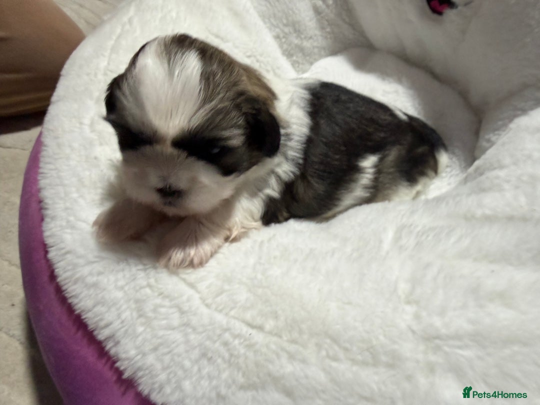 Shih Tzu dogs for sale: Shih Tzu’s  - Advert 29