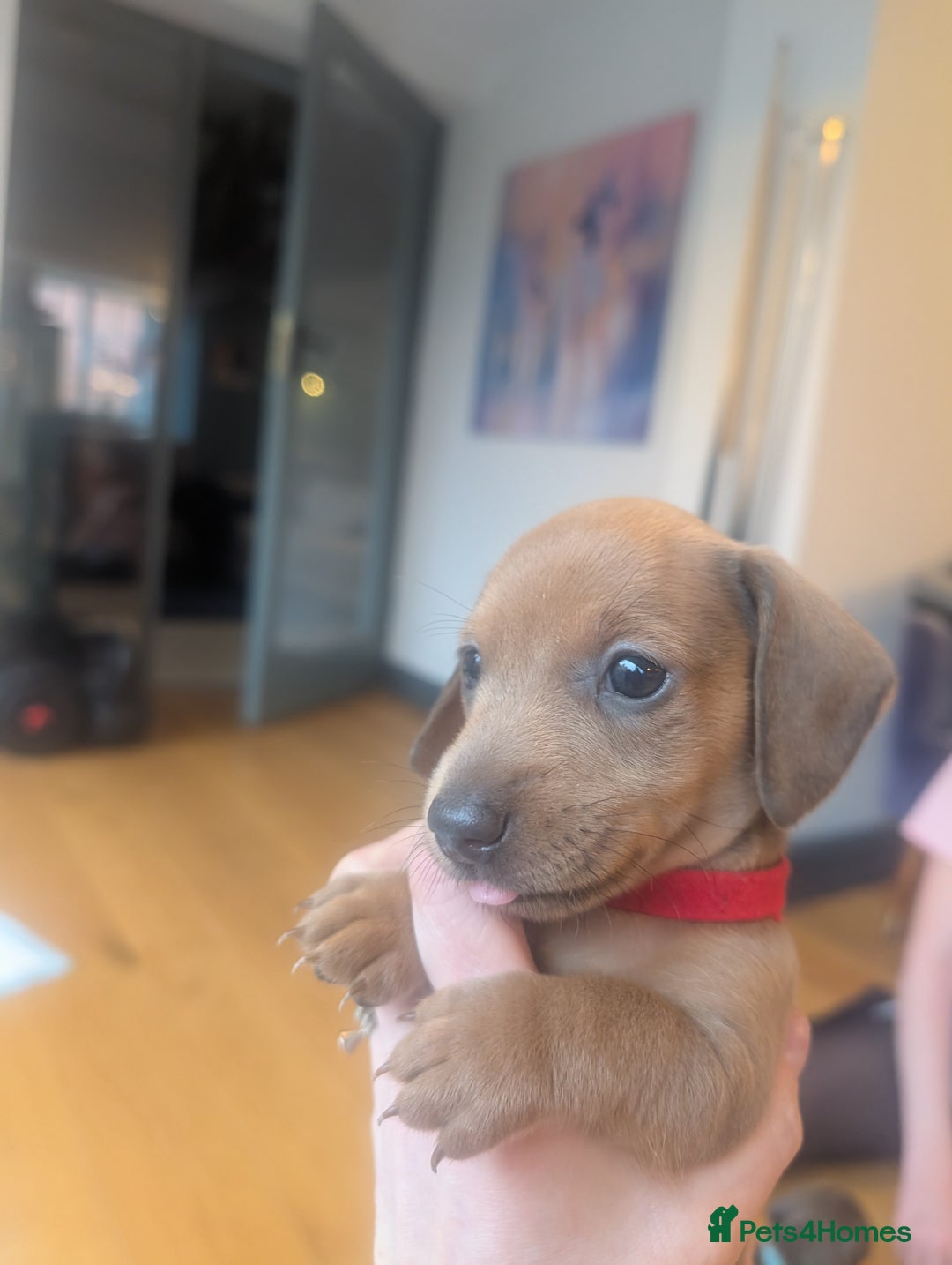 Miniature Dachshund dogs for sale: Beautiful litter of Miniature Dachsunds  - Advert 2