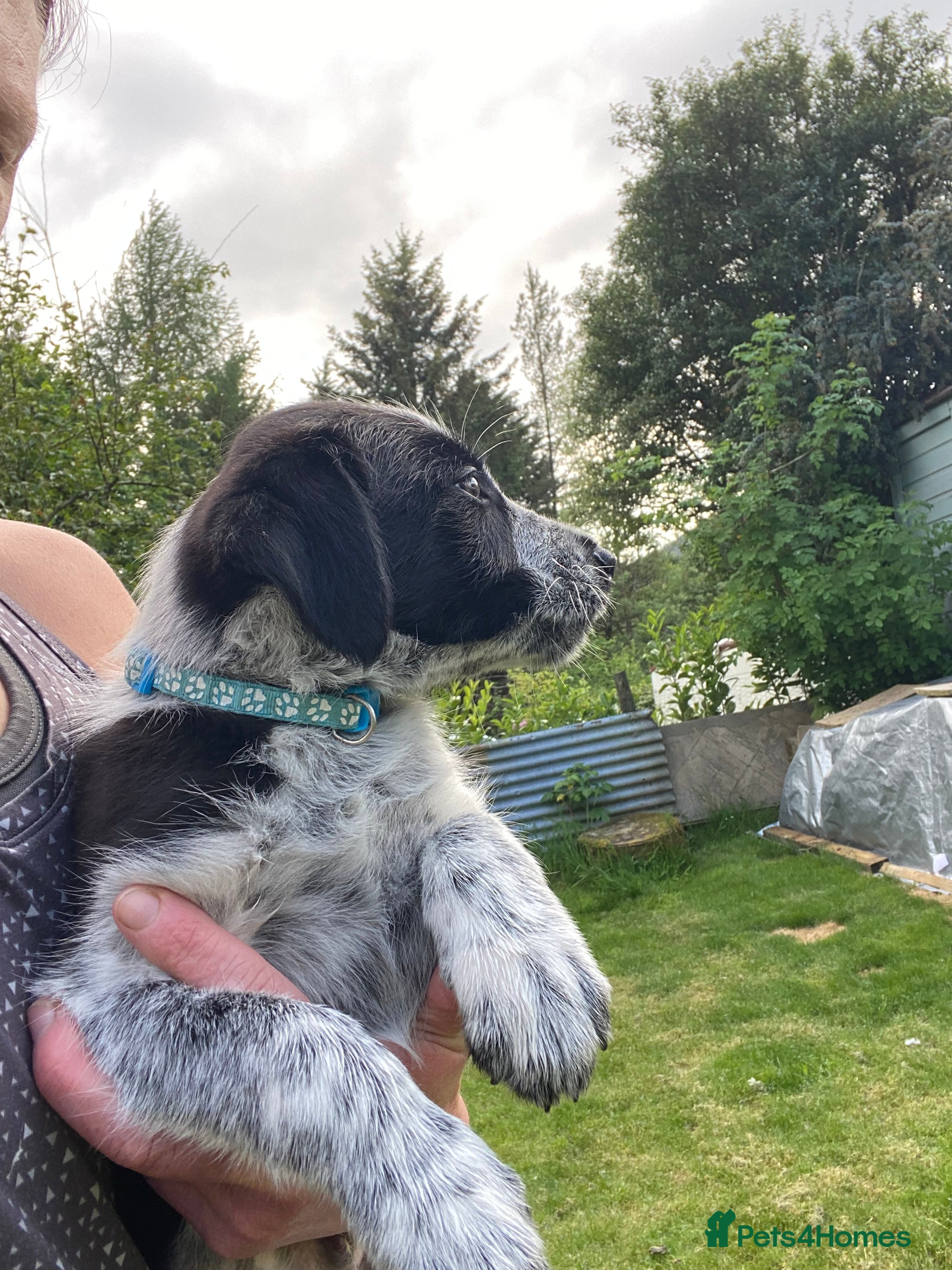Mixed Breed dogs for sale: Border Collie Cross Pups ready for forever homes in Cairndow - Advert 12