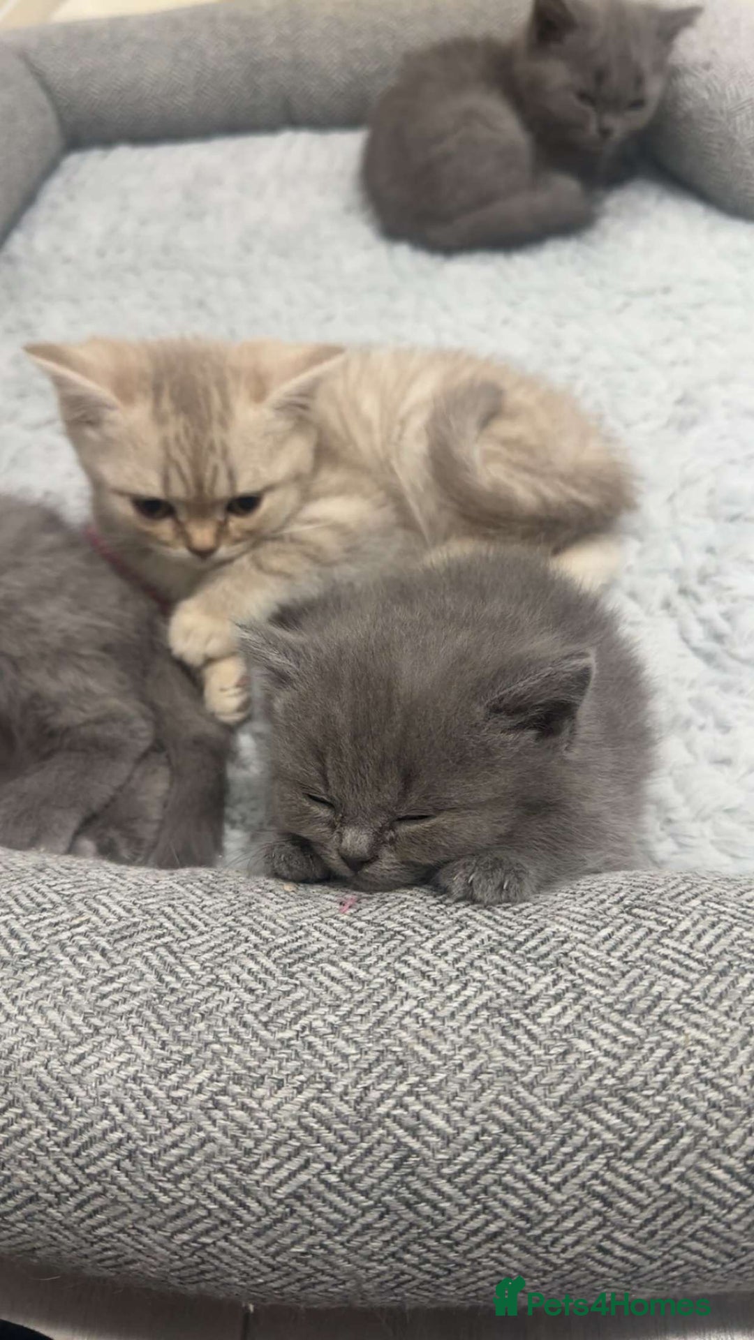 Scottish Fold cats for sale: British shorthair x Scottish fold kittens - Advert 12