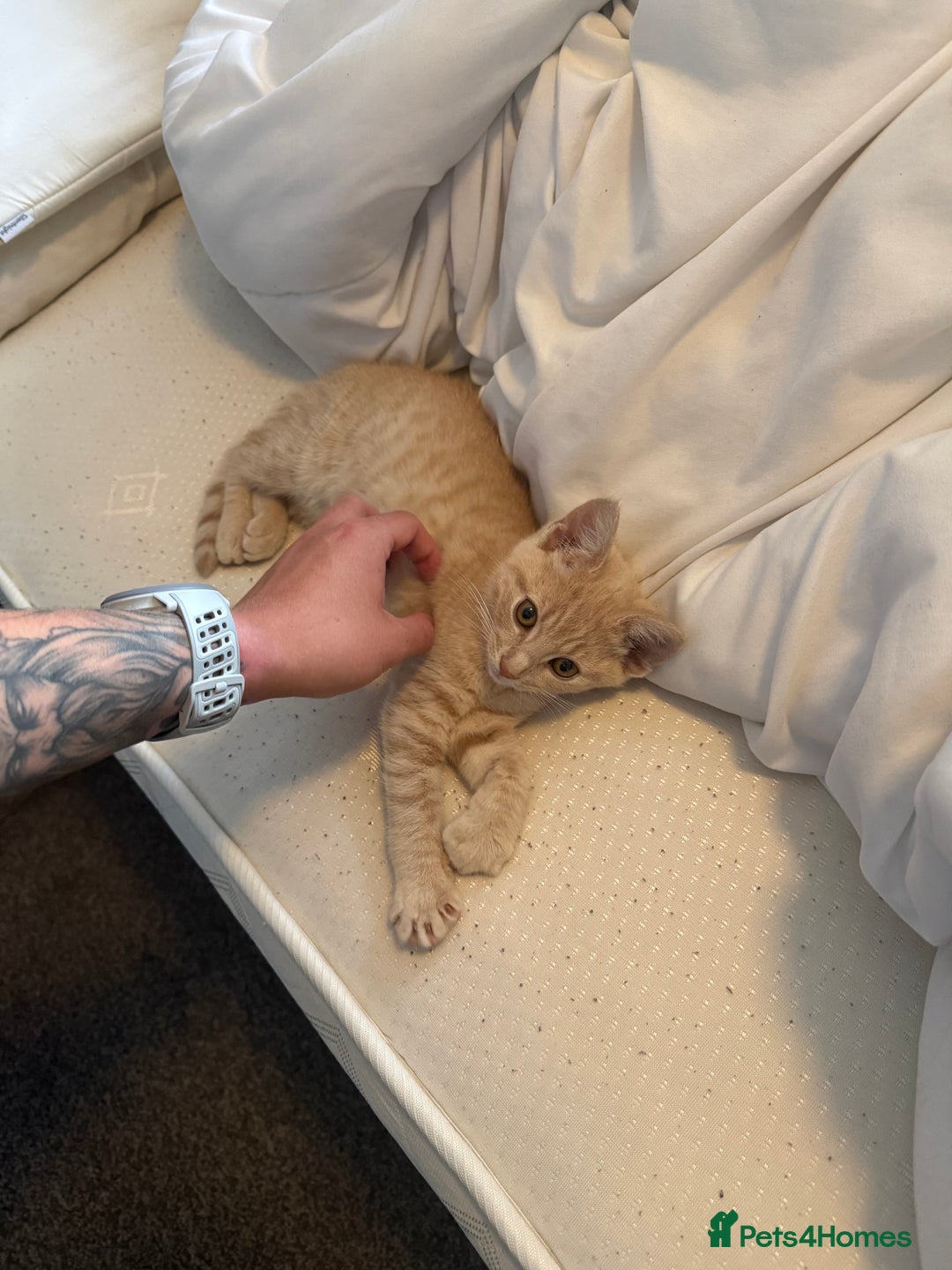 Mixed Breed cats for sale: 11 week old mixed breed kitten  - Advert 1