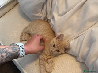 Mixed Breed cats 11 week old mixed breed kitten - Advert 1