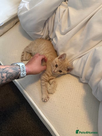 Mixed Breed cats 11 week old mixed breed kitten - Advert 1