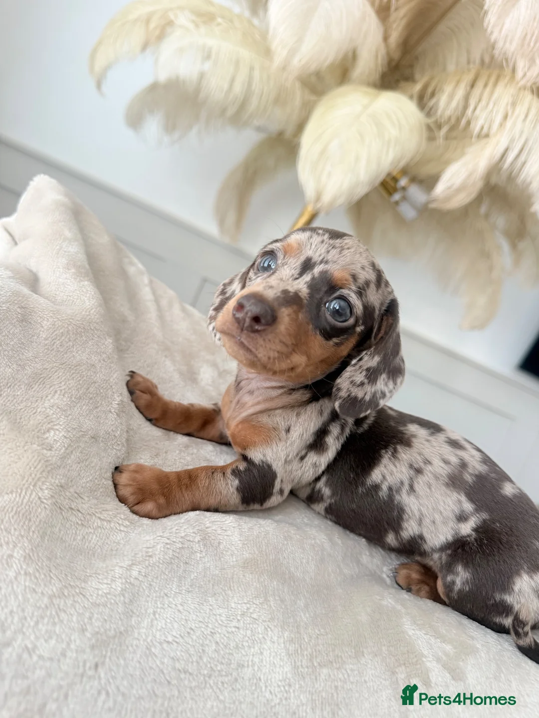Miniature Dachshund dogs for sale: 2 Beautiful miniature dachshund  - Advert 2