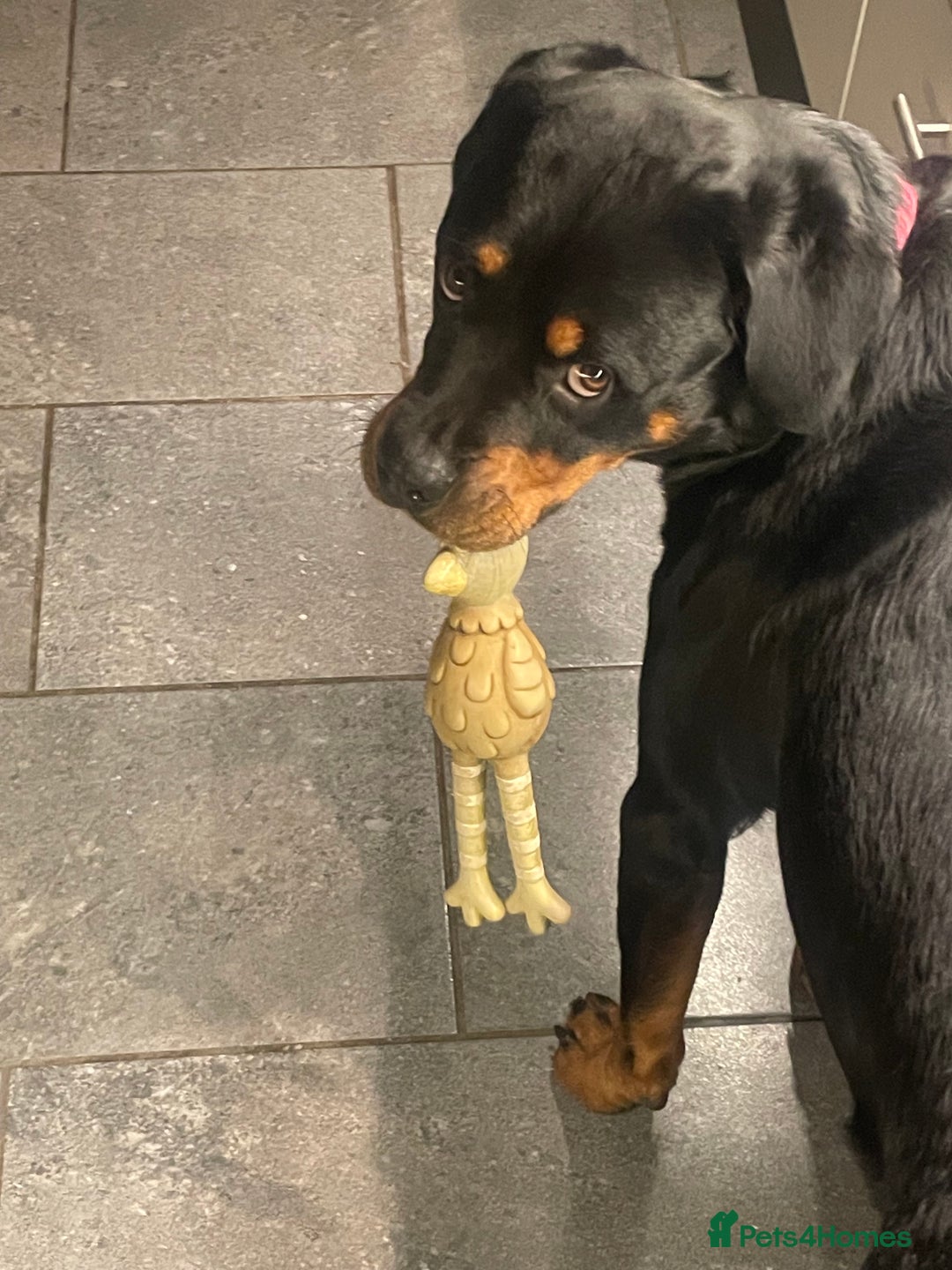 Rottweiler dogs for sale: Rottie pups - Image 6