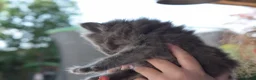 Mixed Breed cats for sale: 3 of the fluffiest, friendliest kittens for sale! - Advert 12