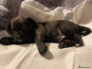 Mixed Breed dogs 🤩 mum kc boxer dad mini boxer 5 pups rare 🤩 - Advert 1