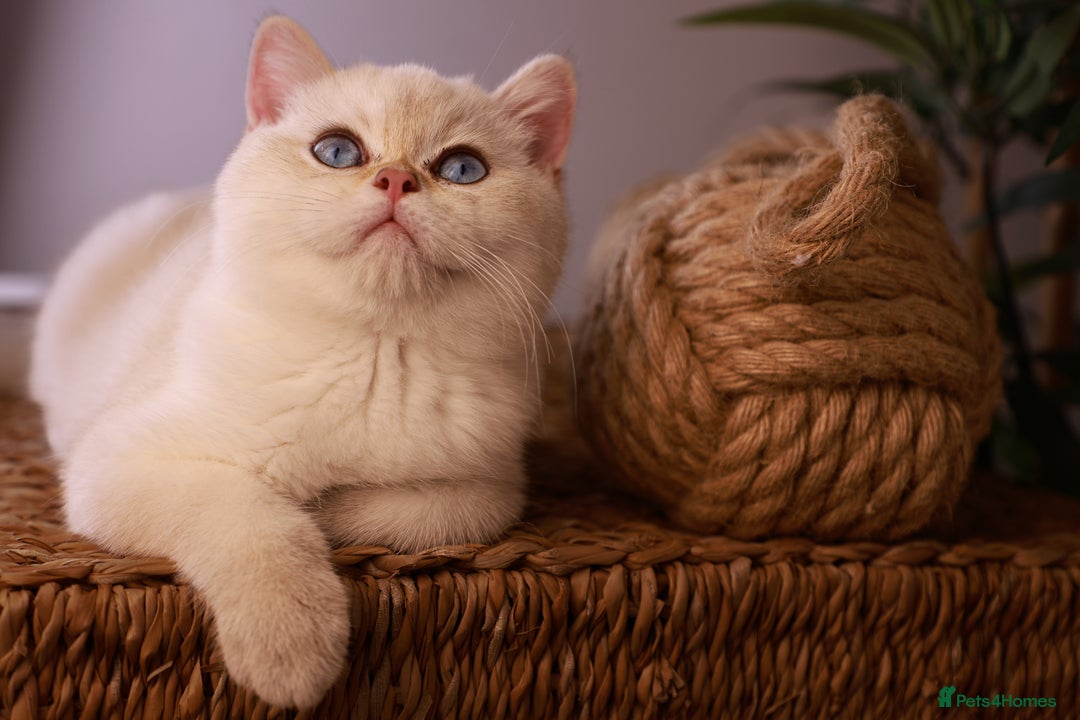 British Shorthair cats for sale: TICA British Shorthair Kittens Champion bloodline in Bedford - Image 6