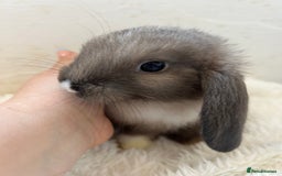 Mini Lop rabbits for sale: Holland lops  - Image 5