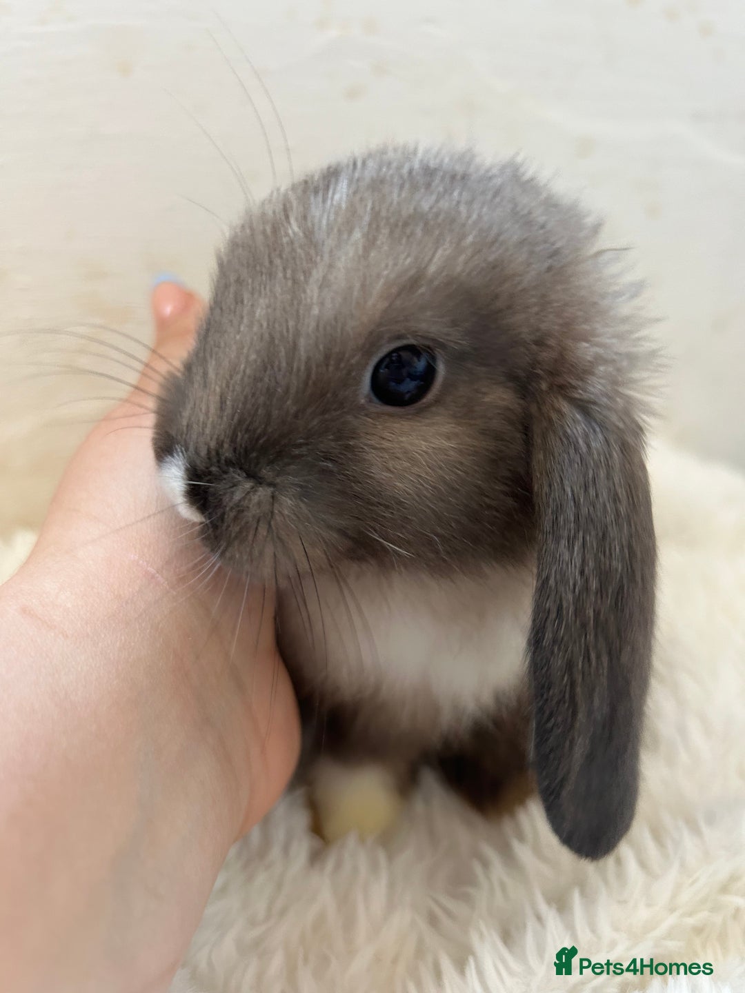 Mini Lop rabbits for sale: Holland lops  - Image 5