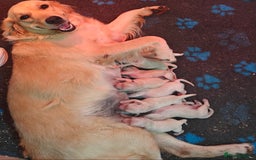 Golden Retriever dogs for sale: Outstanding KC registered Golden Retriever Puppies - Image 14