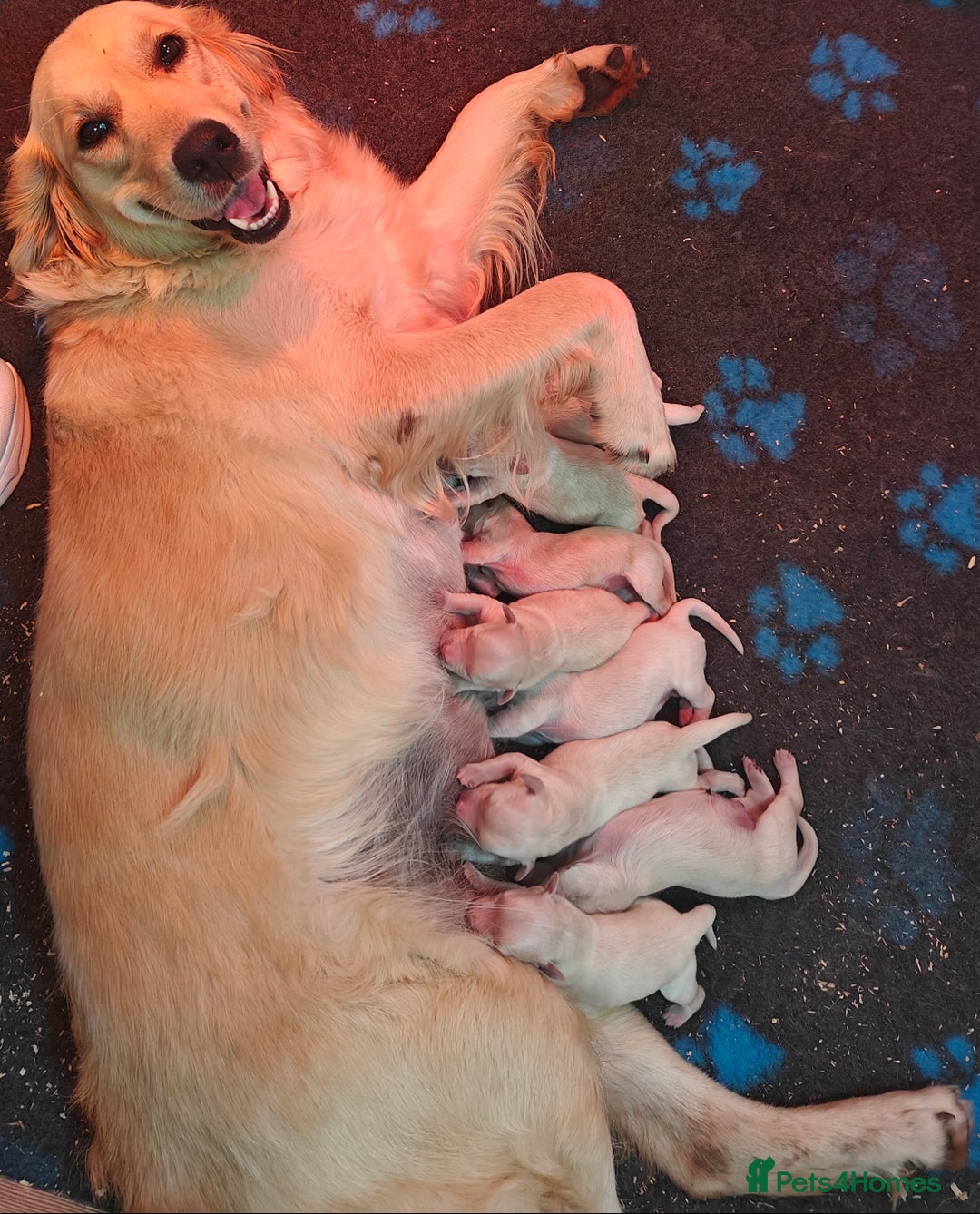Golden Retriever dogs for sale: Outstanding KC registered Golden Retriever Puppies - Image 14