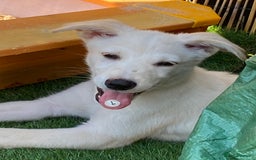 Mixed Breed dogs for sale: Huskador pup - Image 7