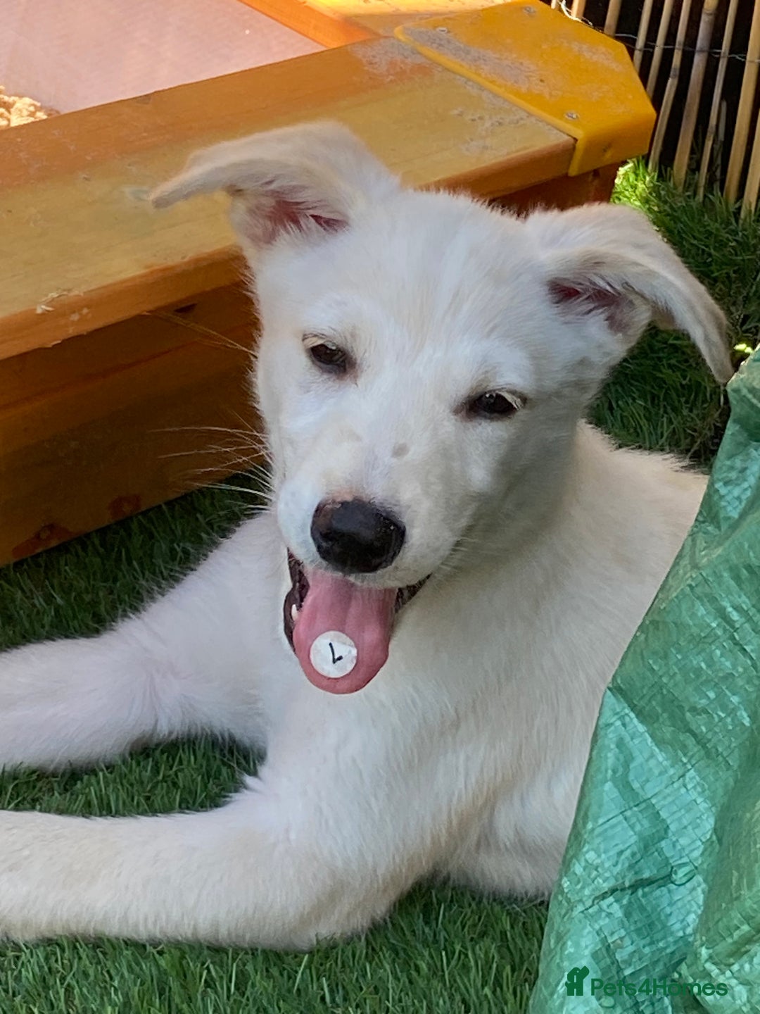 Mixed Breed dogs for sale: Huskador pup - Image 7